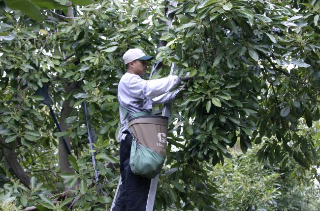 avocado harvest Mission_1629345241.jpg